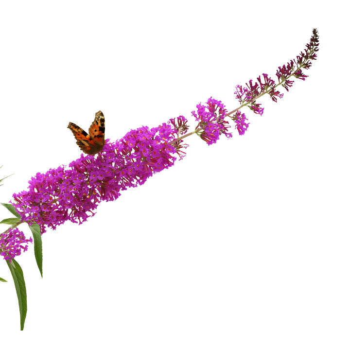 Butterfly bush installation